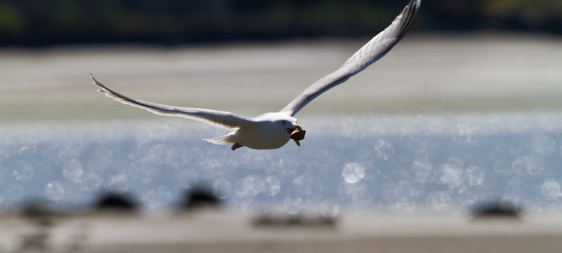 Gull With Clam